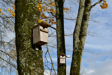 A wooden bird feeder in a park among trees with yellow fall foliage. Autumn background.