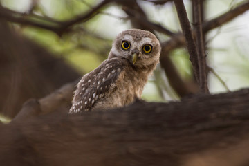 portrait of an spotted owlet 