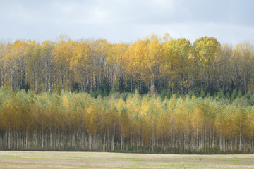 Autumn forest in countryside in the Europe, in Latvia. View from the road.