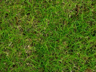 close up of green lawn in the summer