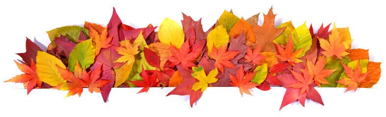 Naklejka na ściany i meble Autumn Leaves - Panorama Background