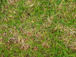 close up of green lawn in the summer