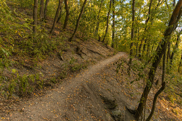 Fototapeta na wymiar lonely ground trail in early autumn forest 