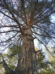 Fototapeta premium Coniferous plant