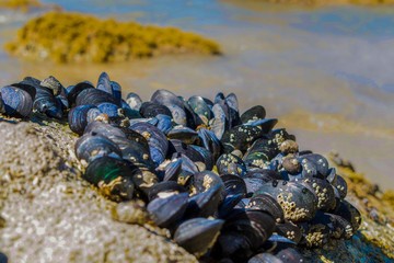 Mussels on Medlands Bay Beach New Zealand