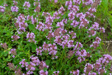 wild Breckland thyme (Thymus serpyllum) flower is a well known medicinal herb prepared as tea
