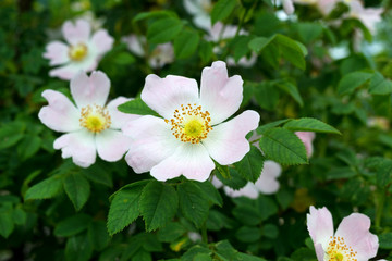 wild dog rose (Rosa canina) flower is used as pale medicine