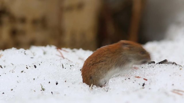 Common vole (Microtus arvalis) drags sunflower seeds in the hole