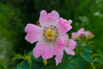 wild dog rose (Rosa canina) flower is used as pale medicine