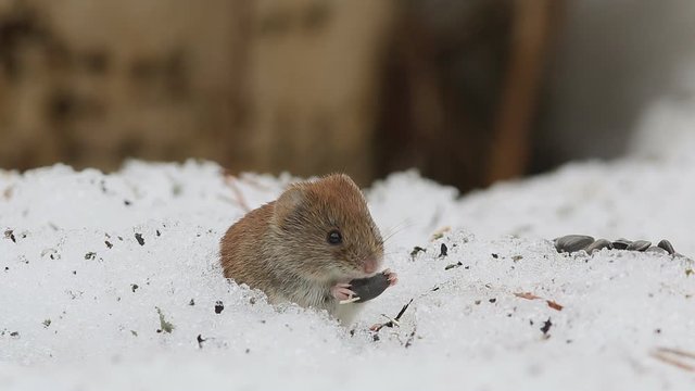 Common vole (Microtus arvalis) paused on the edge of a snow hole with seeds in paws