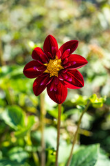Red flower with yellow heart surrounded by green leaves 