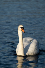 Swan swimming towards the camera
