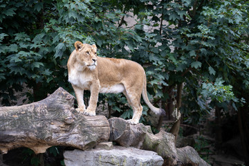 Lion standing in a strong pose observing his surroundings 