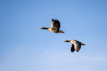 Goose in flight with opposite wings direction