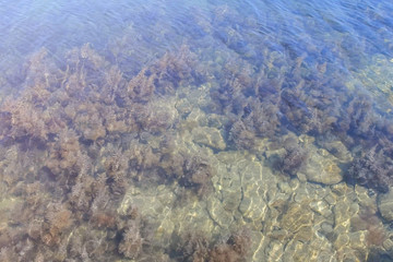 Background of sea bottom with ripples on the water. Seaweeds, stones and sand in transparent sea water on shallow.