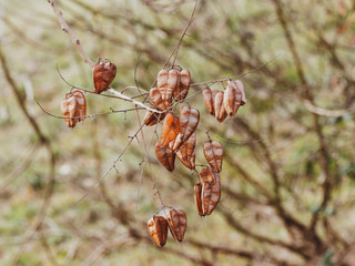 Capsules brunâtres en forme de lampions du savonnier ou arbre aux lanternes (Koelreuteria paniculata) en hiver