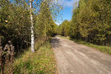 Fototapeta na wymiar A wide dirt road among autumn trees with yellow leaves.