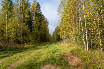 A wide forest road, overgrown with grass among autumn trees with yellow leaves.