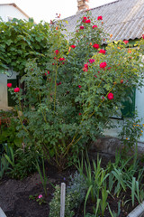 A large rose bush near an old adobe house on a summer day. Krasnodar Territory, Russia.