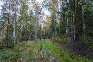 A small group of tourists on a forest road on an autumn day.