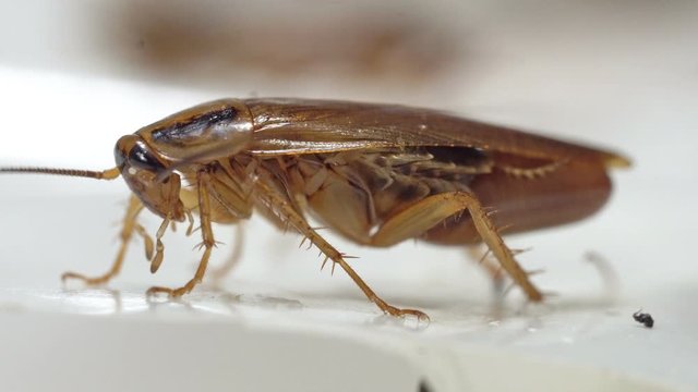 Red cockroach standing and wiggling its whiskers side view macro shot. 4K resolution real time.