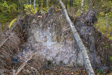 The roots with the ground of a large fallen tree in the autumn forest.
