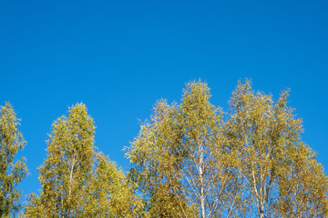 Fototapeta premium The tops of birch trees with yellow leaves on a blue sky background.