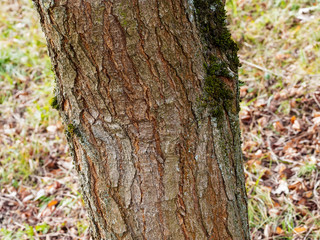koelreuteria, paniculata, tronc, écorce, brune, fissuré, savonnier, arbre aux lanternes, mimosa d'été, arbre à pluie d'or, lampions de chine, bois de panama, savon, arbre, arbuste, ornemental, en frui