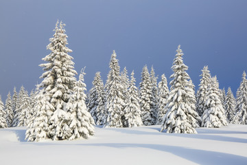 On the lawn covered with snow the nice trees are standing poured with snowflakes in frosty winter day. Christmas forest.