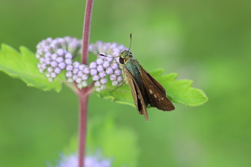 ダンギクのつぼみに止まるイチモンジセセリ（セセリチョウの