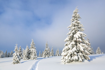 Winter landscape with trees in the snowdrifts, the lawn covered by snow with the foot path.