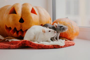 Halloween. Rats and  pumpkin. Rat and pumpkin for halloween