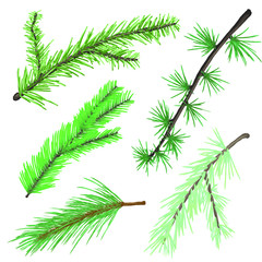 Evergreen tree branch set isolated vector hand drawn illustration, decoration element.