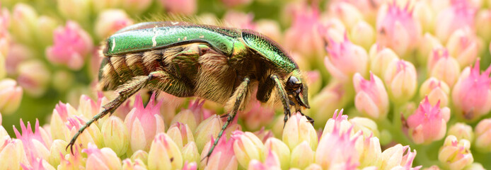 Rosenkäfer 14 © K.-U. Häßler