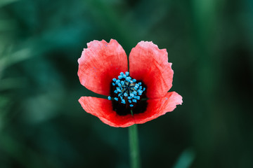 Macro red flower with blured green background