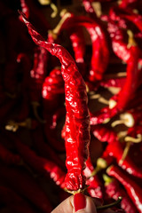 Woman hand holding dried red chilly pepper.  Spicy food that stimulates sexual desire concept. Close up, copy space.