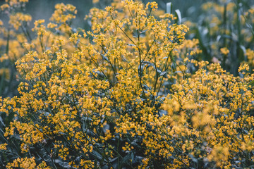 Yellow flowers texture in the forest
