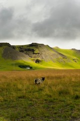 capra islandese