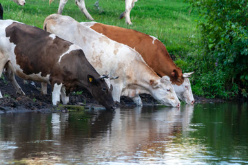 Cows at a watering hole.