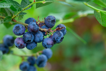 Blueberry Fruit on the Bush