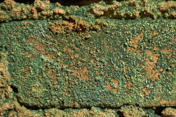 Texture decaying green on brick
