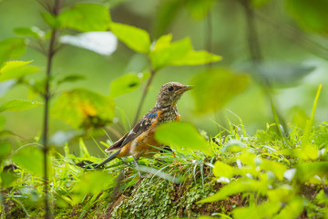 Orange-headed thrush juvenile 
