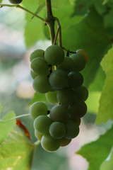Ripe plants of white wine in the vineyard. New crop close-up.