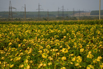 Obraz premium Rows of ripened sunflowers in a field on a farm, ready for harvest.