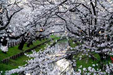 Illumination at Shingashi river, Kawagoe, Saitama prefecture in Japan during sakura full bloom season.