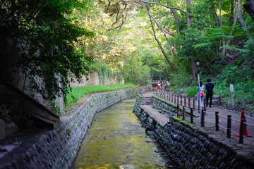 Fototapeta premium 等々力渓谷