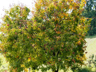 Koelreuteria paniculata - Le Savonnier ou arbre aux lanternes aux capsules brun marron en forme de lampiondans un feuillage vert, doré de fin d'été