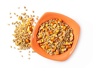 Wheat grains and yellow corn kernels in clay plate, bowl isolated on white background, top view