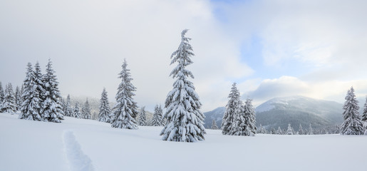 Winter landscape. Spectacular panorama is opened on mountains, trees covered with white snow, lawn and blue sky with clouds.