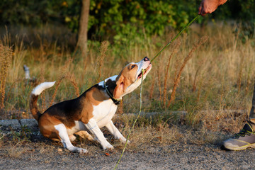 Funny scene of stubborn beagle dog pulling twig with his teeth playing tug-of-war with his owner